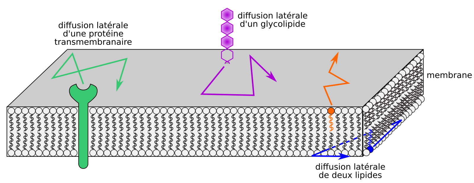 Les membranes biologiques des structures dynamiques